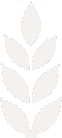 White Field Studios